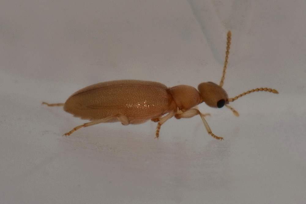 Anthicidae:  Anthicus schmidtii immaturo